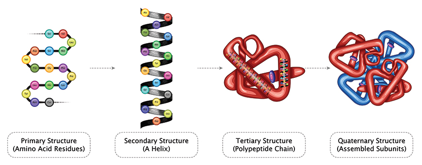 Protein Analysis Techniques Explained - ATA Scientific